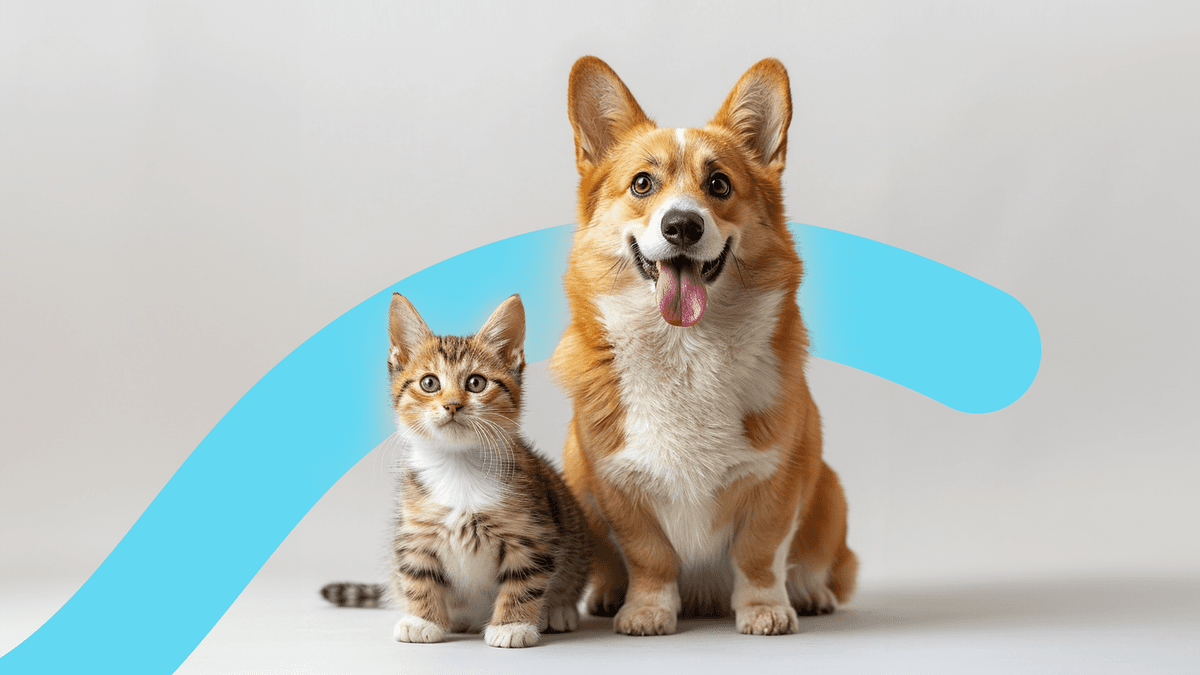 Pets in Kuwait: How to choose the right companion for you?