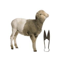 Sheep Services